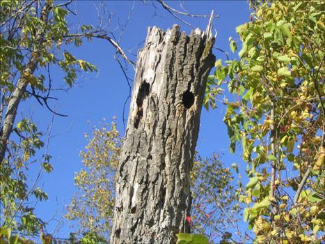 the NICHE HABITAT: (address) = area where an organism lives -Ex: hollow tree trunk; includes