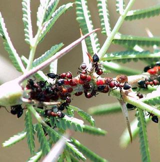 MUTUALISM: both species benefit from the relationship EXAMPLE: ants and acacia trees; ants