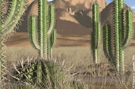 plants USA deserts