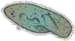 undergo meiosis resulting in 4 haploid