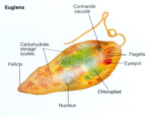 Phylum Euglenophyta: Euglena