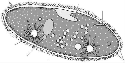 14. Amoebas reproduce by means of 15. Circle the letter of each example of a sarcodine. a. foraminiferan b. paramecium c. amoeba d. heliozoan Ciliates (pages 501-502) 16.