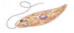 Kingdom -Protista Unicellular Eukaryotic aquatic Flagella / cilia - Reproduce sexually / asexually