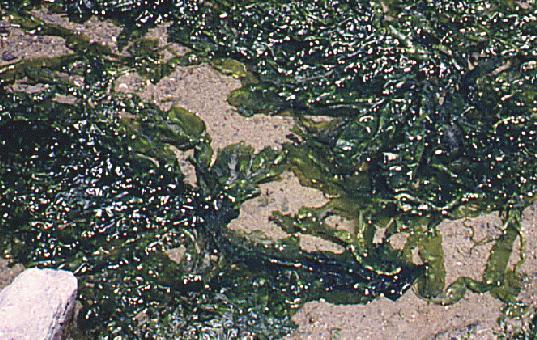 Algae Plant-like 22,000 kinds Photosynthetic