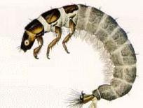 1. a. Does not have a distinct head......order Diptera (flies) b. Has a distinct head.......go to 2 2. a. Has two or three tails...go to 3 b. Tail is absent...go to 4 3. a. Has two tails; two claws on foot.
