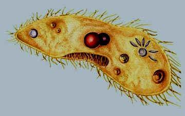 Protists Single celled or multi-celled organisms that live in moist areas Eukaryotic organisms Characteristics of plants,