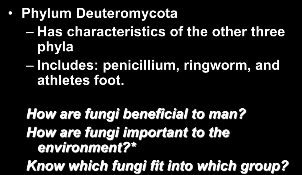 Imperfect Fungi Phylum Deuteromycota Has characteristics of the other three phyla Includes: penicillium, ringworm, and