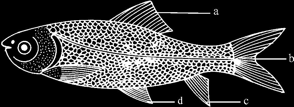 (c) Metameric segmentation (C) Porifera (d) Jointed legs (D) Echinodermata (e) Soft bodied animals (E) Mollusca (f) Spiny skinned animals (D) Annelida 6.