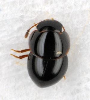 bee -Agathidium vaderi: beetle