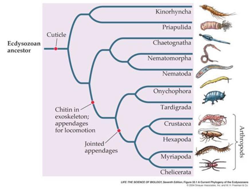 PHYLOGENY The study of