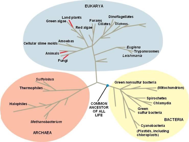 3 DOMAINS AND 6 KINGDOMS OF LIFE Archaea: prokaryotes (ancient bacteria)
