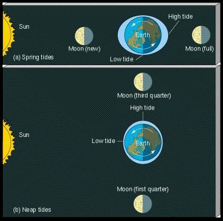 Spring tides occur during new/full moon and