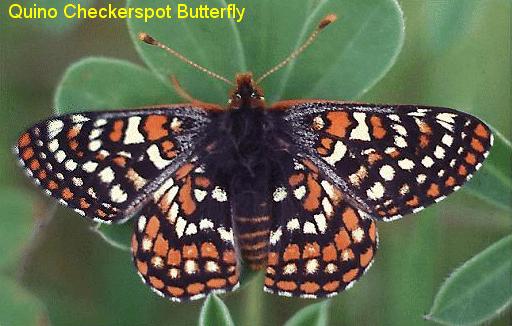 Are there endangered butterflies and moths?