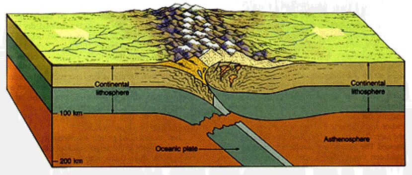 The Plate Tectonic Model Continental collision margin A boundary along which two lithosphere plates with continents embedded in them