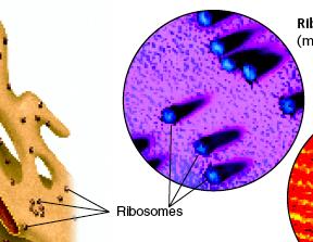 Ribosomes One of the most important products of the cell is the making of proteins. Proteins are assembled on ribosomes.