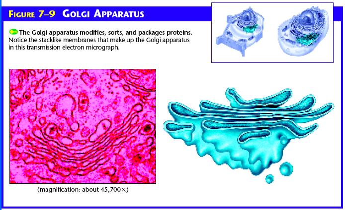 Golgi Apparatus Proteins that are made in the rough ER move into the golgi apparatus. They are a stack of apposed membranes.