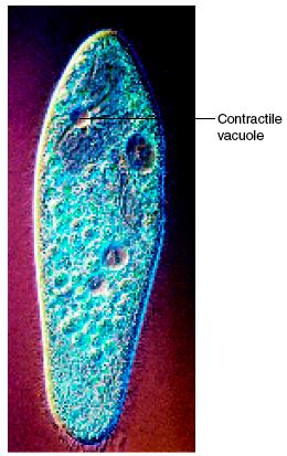 Vacuoles Vacuoles are the storage area of the cell. They store things such as water, salts, proteins, and carbohydrates. In plants, there is usually a large central vacuole that is filled with liquid.