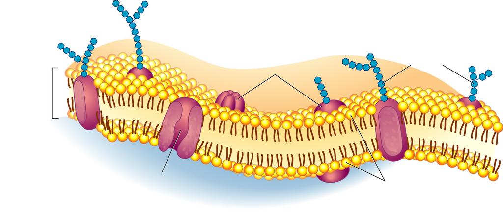 Figure 7-12 The Structure of the Cell Membrane Outside of cell Cell membrane