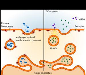Vesicles Organelles that are pinched off pieces Golgi apparatus's membrane that that form a small compartment.