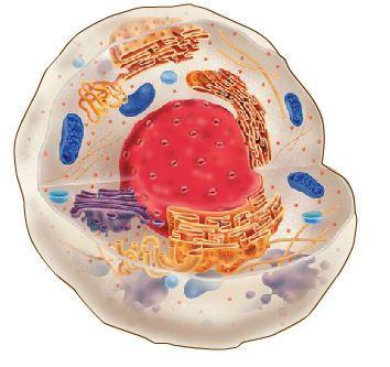 Cytoplasm is the region of the cell within the membrane that includes the fluid, the cytoskeleton, and all of the organelles except the nucleus.
