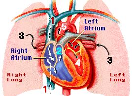 Organ System A group of organs that work together to perform a complex function Organism A living thing.