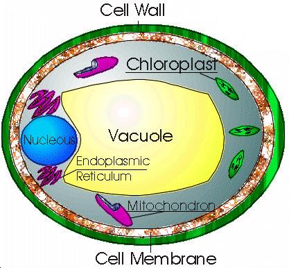 Organelle Tiny structures within that have specialized structures and perfom