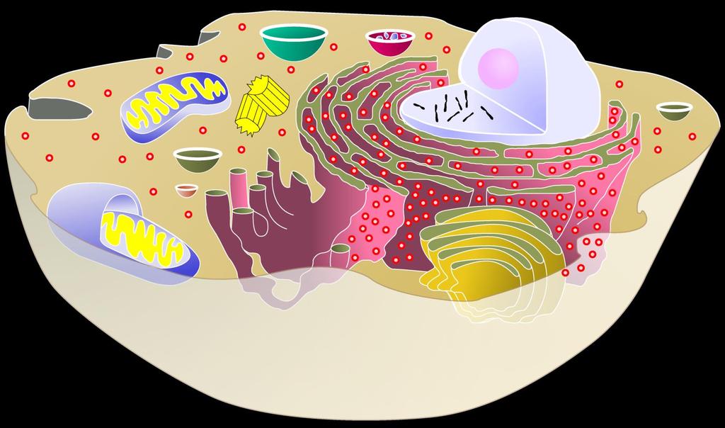 cytoplasm jelly-like material holding organelles in place vacuole & vesicles transport inside cells storage lysosome food digestion garbage disposal & recycling nucleolus produces ribosomes