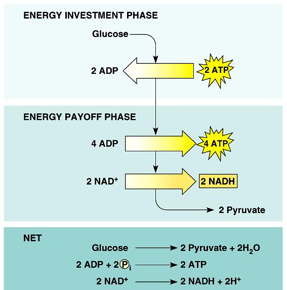 Glycolysis -in cytosol -glucose 2pyruvate -net result = 2ATP
