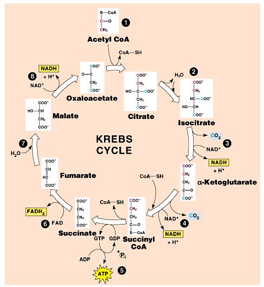 Krebs Cycle -matrix of mitochondria -1 acetyl CoA yields 3NADH + H +