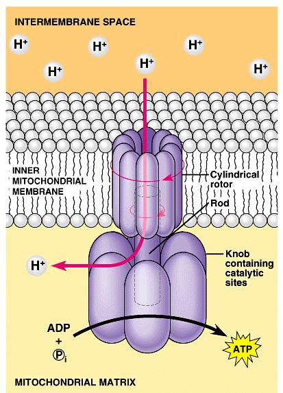Chemiosmosis: The Energy-Coupling Mechanism -H + flow back to the matrix by a channel in ATP synthase