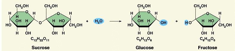 Enzymes: the biological catalyst (usually = protein) -increase the rate of reaction -are not consumed by the reactions