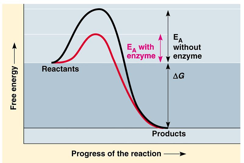 Enzymes catalyze or speed up the reaction by lower the activation energy.