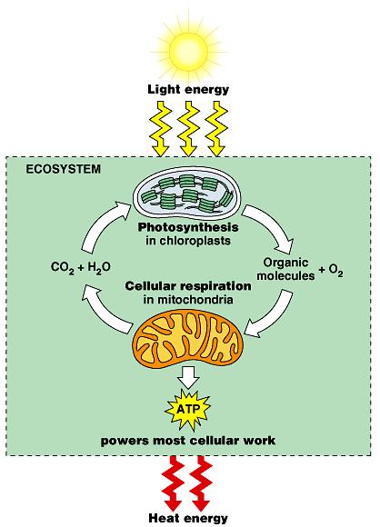 Photosynthesis VS Cellular Respiration In ecosystem energy flow and chemical recycling