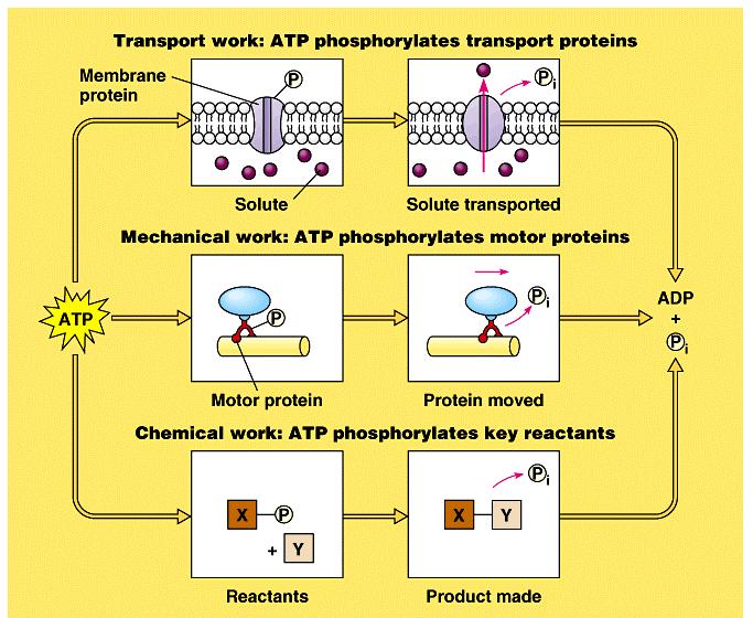 ATP, cell s energy