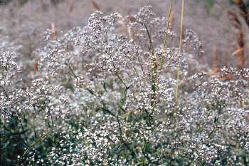 Baby s-breath Breath Each plant produces thousands of seeds Plants break off and tumble across the