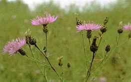 Control of Spotted Knapweed Hand pulling is effective Hot prescribed and repeated burns Tordon, Grazon