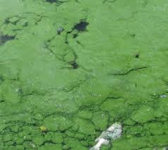 Why does a Blue Green Algae Bloom Cause Fish Kills? Why does excess fertilizer cause oxygen depletion?