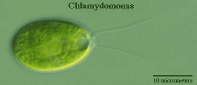 Chlamydomonas Animals Autotrophic Plant One