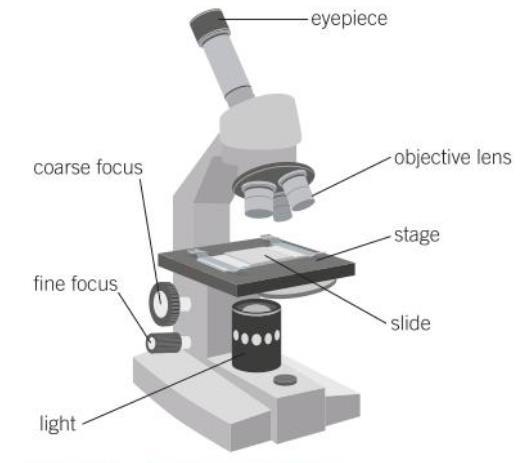 4. Microscopes Key information: A light microscope shines a beam of light across a thin, dead, stained specimen.