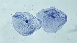 fferentiation. d. Describe why cell division is important for animals. e. Explain how the xylem is specialised to carry out its function. f. State the name of the tissue in plants which allows plant cells to differentiate throughout life.