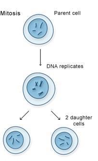 Facts about Mitosis Mitosis: 1. Used for and of cells 2. Used in reproduction 3.