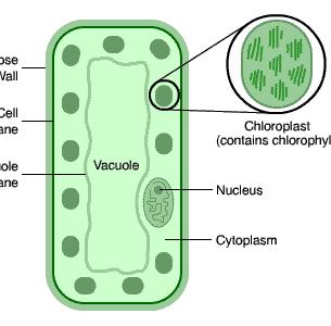 Plant and Animal cells (eukaryotic cells) Eukaryotic cells have these features: 1) Cytoplasm 2) Genetic