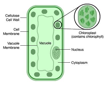 the cell Chloroplasts (containing chlorophyll) this is needed for photosynthesis