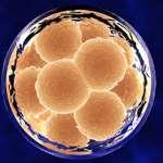Embryonic and Tissue (Adult) Stem Cells There are two types of stem cells, embryonic and