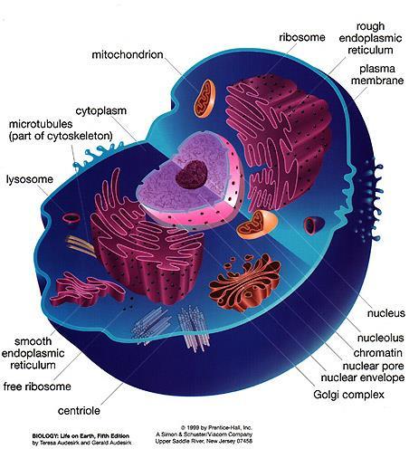 Cell Organelles Organelle= little organ Found only inside eukaryotic cells All the stuff