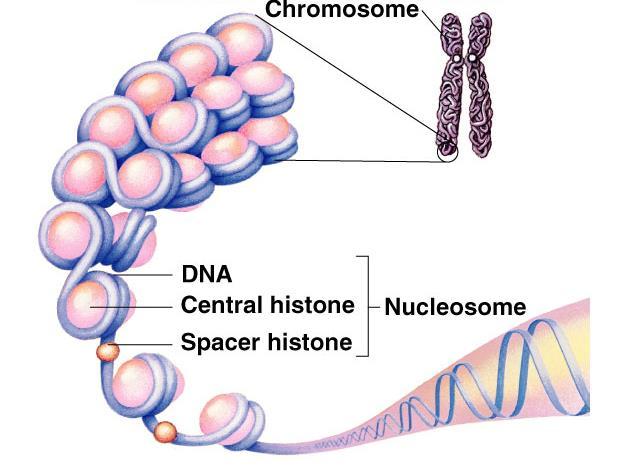 Chromosomes DNA of eukaryotes is divided into linear chromosomes.