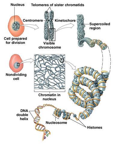 Organization of DNA Nucleosomes: -DNA coiled around histones Chromatin: -loosely