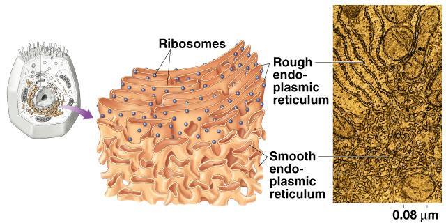 Endoplasmic reticulum Compartmentalizes cell, channeling passage of molecules through cell s interior.