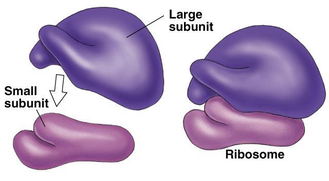 Ribosomes Ribosomes are RNA-protein complexes composed of two subunits that