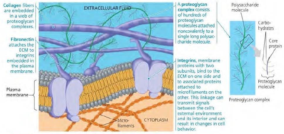 Extracellular Matrix (ECM) Extracellular components and connections between cells help coordinate cellular activities.